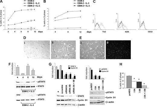 Figure 6. IL-3 induces BM-derived CD45+ cell proliferation via STAT5 activation. (A,B) The percentage of cells in the S phase was evaluated by FACS analysis on human (A) or mouse (B) BM-derived CD45+ cells cultured as indicated. (C) FACS analysis was performed on IL-3–cultured BM-derived CD45+ cells. Black lines, preimmune IgG (negative control); gray lines, Tie2, KDR, and CD33 markers. (D) Representative photomicrographs of 8 days IL-3–cultured cells. Magnification, 10× (panel i) and 40× (panel ii). (E) Representative sample of IL-3–cultured BM-derived CD45+ cells labeled with Dil-acLDL. Phase-contrast (panel i) and fluorescence (panel ii). Magnification, 10×. (F) Cell extracts from BM-derived CD45+ cells, cultured with or without IL-3 as indicated, were subjected to SDS-PAGE. The filter was IB with anti-p-STAT5 and anti-STAT5 antibodies. (G) IL-3–cultured BM-derived CD45+ cells transfected with STAT5A or STAT5B siRNA, alone or in combination, or with the scrambled sequence (scramble) were lysed. Cell extracts were analyzed by WB with anti–STAT5, anti–cyclin D1, and anti–β-actin antibodies (left panel). IL-3–treated ECs were used as positive control (+). In selected experiments, IL-3–cultured CD45+ cells, transfected with STAT5A and/or STAT5B DN constructs or with the empty vector (pcNEO), were assayed for the expression of p-STAT5, cyclin D1, and β-actin (right panel). (H) The percentage of cells in the S phase was evaluated by FACS analysis on BM-derived CD45+ cells transfected with STAT5A and/or STAT5B DN constructs or with the pcNEO vector (*P < .05, experimental groups vs pcNEO). Three different experiments were performed with comparable results.