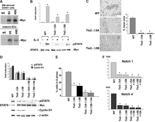 Figure 7. BM-derived CD45+ cells isolated from ΔSTAT5A and ΔSTAT5B transgenic mice fail to undergo cell expansion when cultured with IL-3. (A) BM-derived CD45+ cells (top panel) and mature EC (bottom panel) were isolated and lysed from the independent founder lines (65 and 490) and from WT mice. Protein extracts were immunoprecipitated with the 9E10 anti-Myc antibody and subjected to SDS-PAGE, and the filters were IB with the 9E10 anti-Myc antibody. (B) Cell extracts from WT, Tie2-Δ5A–, and Tie2-Δ5B–derived ECs, treated or untreated with IL-3, were analyzed by WB using anti–p-STAT5, anti–STAT5, and 9E10 anti-Myc antibodies. (C) Hematoxylin-eosin–stained sections of Matrigel plugs containing IL-3 recovered from WT, Tie2-Δ5A, and Tie2-Δ5B mice are reported. Quantification of neovascularization was expressed as percentage (± SD) of the vessel area to the total Matrigel area. Each individual experimental group included 5 mice. (*P < .05, experimental groups vs WT.) (D) Cell extracts from IL-3–cultured-CD45+ cells obtained from WT, Tie2-Δ5A, or Tie2-Δ5B mice, transfected with the STAT5B or STAT5A DN constructs, respectively, were analyzed by WB using anti–p-STAT5, anti-STAT5, anti–cyclin D1, 9E10 anti-Myc, and anti–β-actin antibodies. (E) The percentage of cells in the S phase evaluated by FACS analysis on CD45+ cells from WT, Tie2-Δ5A, and Tie2-Δ5B mice and on Tie2-Δ5A and Tie2-Δ5B CD45+ cells, transfected with the STAT5B and STAT5A DN constructs, respectively (*P < .05, experimental groups vs WT). IL-3 was added in the culture media. (F) Q-RT-PCR was performed to evaluate the expression of arterial markers on CD45+ cells isolated from WT, Tie2-Δ5A, and Tie2-Δ5B mice. Expression levels are presented as described above. (*P < .05, experimental groups vs WT.) Three different experiments were performed with comparable results.