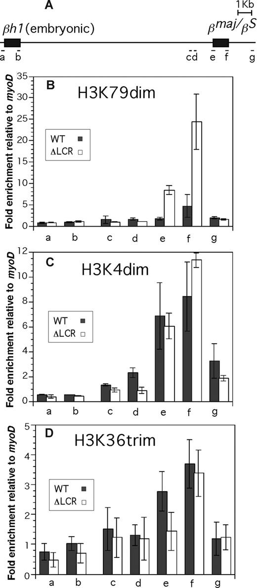 Figure 2. Enrichment profiles of histone modifications in the βh1 and βmajor/βS globin gene. Allele-specific analyses were conducted in ΔLCR (HbbD)/WT (HbbS) heterozygous mouse spleen cells. (A) The βh1 and the βmajor/βS globin genes are shown. Positions of PCR amplicons (a-g) are shown as bars. Primers and restriction enzymes used in this analysis are described in Document S1. Enrichment of modifications relative to myoD1 in the WT (▩) and ΔLCR (□) alleles is shown. (B) H3 K79 dimethylation. (C) H3 K4 dimethylation. (D) H3 K36 trimethylation. Each bar represents the average of multiple experiments. Error bars represent SD.
