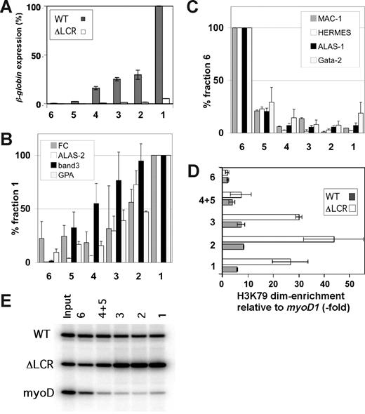 Figure 4. H3 K79 dimethylation levels in the WT/ΔLCR adult globin gene during erythroid maturation. (A) Expression analysis of the WT (▩) and ΔLCR (□) adult β-globin genes in fractionated ΔLCR (HbbD)/WT (HbbS) primary cells. Bars represent the percentages of expression compared with the level of the WT allele in fraction 1. Fraction names are indicated at the bottom. Each bar represents the average of multiple RT-PCRs. Error bars represent SD. (B,C) Real-time RT-PCR analyses for erythroid (B) and non-erythroid (C) genes of GFLC fractions. Experimental values are standardized by HPRT expression levels for each fraction. Standardized values are normalized to fraction 1 (B) and fraction 6 (C). Error bars are SD. (D) Allele-specific ChIP analysis of GFLC-sorted fractions. Enrichment of H3 K79 dimethylation in the third exon of the WT (▩) and ΔLCR (gray circles) adult β-globin genes relative to myoD1 is plotted. Each point represents the average of multiple ChIPs. Error bars represent SD. The gel image is shown in panel E.