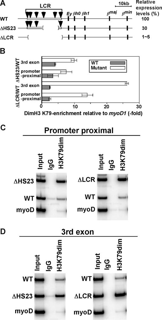 Figure 6. H3 K79 dimethylation levels in the WT/ΔHS23 adult globin gene. (A) WT and mutant β-globin gene loci. The HbbD allele is shown. Arrows are DNaseI hypersensitive sites in the LCR. Black boxes represent β-like globin genes. Numbers to the right indicate the levels of expression in primary cells as the percentages of the WT level. (B) Allele-specific analyses of H3 K79 dimethylation enrichment in ΔLCR (HbbD)/WT (HbbS) and ΔHS23 (HbbD)/WT (HbbS) heterozygous mouse fetal liver cells. Enrichment of the WT type (▩) and ΔLCR or ΔHS23 (□) adult β-globin gene relative to myoD is shown. The promoter proximal and third exon of the adult β-globin gene were analyzed. Each bar represents the average of multiple experiments. Error bars represent SD. The gel image is shown in panels C and D.