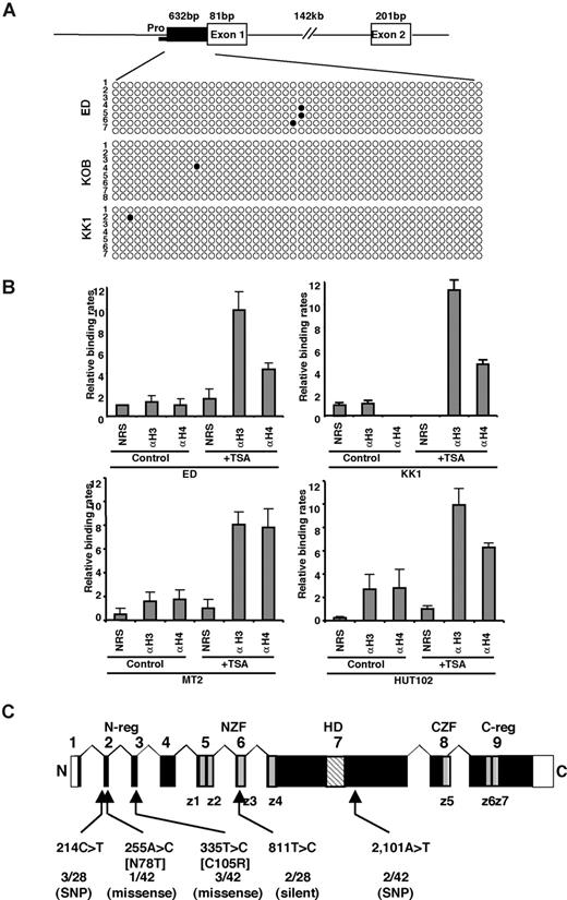 Figure 3. Genetic and epigenetic abnormalities of the TCF8 gene in ATLL cells. (A) Bisulfite genomic sequencing of the TCF8 promoter region in 3 ATLL cell lines: ED, KOB, and KK1. PCR products amplified from bisulfite-treated DNA were subcloned, and 8 clones in each cell line were sequenced. ○ indicate unmethylated CpGs (Thy), and • indicate methylated CpGs (Cyt). The sequenced region contains 50 CpGs in 632 bp, just upstream from exon 1. Pro indicates a region of the TCF8 promoter for chromatin immunoprecipitation. (B) Specific DNA binding of acetylated histone H3 or H4 to the TCF8 promoter region detected by chromatin immunoprecipitation (ChIP). Two genomic DNA fragments containing every possible DNA-binding site, TCF8 promoter, or β-actin promoter were amplified from the genomic DNA of fixed ATLL-related cell lines (MT2, HUT102, ED, and KK1) after immunoprecipitation with normal rabbit serum (NRS) or with antiacetylated histone H3 or H4 antibodies (αH3 or αH4). Quantitative PCR data calibrated to the TCF8 promoter/β-actin ratio are shown in the NRS as a relative expression rate of 1. Data are the means plus or minus standard deviation of 2−ΔΔCt in a duplicate assay. Cell lines were cultured in RPMI1640 medium containing 10% FCS with (+ TSA) or without (control) 1.2 μM TSA. (C) Genomic structure of the TCF8 gene with a missense mutation and single nucleotide polymorphisms. Locations of the mutations and the single nucleotide polymorphisms relative to the exons encoding the functional domains are shown. TCF8 encodes a homeodomain (HD) flanked by 2 zinc-finger clusters (z1 to z4 and z5 to z7) (NZF indicates N-terminal zinc finger repeats, CZF; C-terminal zinc finger repeats). The N-terminal transcriptional regulatory domain (N-reg) could bind to p300/CBP and the C-terminal transcriptional regulator domain (C-reg) is the region where acidic amino acids are clustered just after the last zinc-finger domain. Values represent the number of mutated cases per total number of tested cases. SNP indicates single nucleotide polymorphism. White boxes represent noncoding regions in exons 1 and 9.
