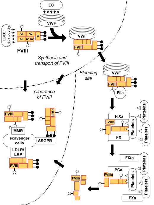 Figure 1. Life cycle of FVIII under physiologic conditions. Following secretion by liver sinusoidal endothelial cells (LSECs) or hepatocytes, the heterodimeric FVIII binds to circulating von Willebrand factor (VWF). VWF transports FVIII to the bleeding site, where FVIII is cleaved and activated by thrombin (FIIa). Activated FVIII binds to phospholipids (shown as triangles) on the membrane of activated cells and platelets and forms a complex with activated factor IX (FIXa) and factor X (FX), which results in activation of FX. The complex disassembles and FVIII is inactivated by spontaneous dissociation of its subunits, or cleavage by activated protein C (APC). Native, activated, or inactivated FVIII may be eliminated by binding to catabolic receptors on scavenger cells: the asialoglycoprotein receptors (ASGPRs) binds to galactose-ending glycans on the B domain of the FVIII, and receptors of the LDL receptor (LDLR) family bind to protein moieties on the heavy and/or light chain of the molecule. A role for the macrophage mannose receptors (MMRs) in FVIII catabolism is being investigated. VWF prevents the early elimination of FVIII by blocking its binding to the scavenger receptors.