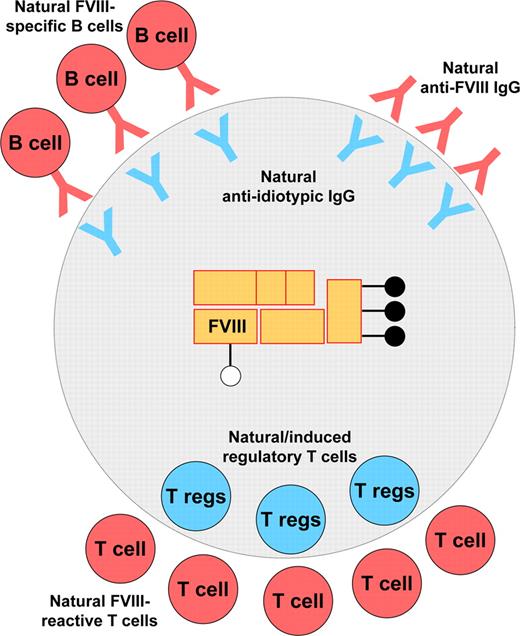 Figure 2. Steady-state interaction of FVIII with the immune system under physiologic conditions. At the humoral level, tolerance to FVIII under physiologic conditions relies on an equilibrium between the recognition of FVIII by naturally occurring potentially inhibitory anti-FVIII antibodies and their control by neutralizing anti-idiotypic antibodies. Neutralizing anti-idiotypic antibodies may also regulate the B-cell clones that secrete the FVIII-specific autoantibodies. At the T-cell level, natural FVIII-reactive T cells may be down-regulated by natural regulatory T cells (Tregs; ie, CD4+CD25+FoxP3+ Tregs) and/or by induced transforming growth factor β (TGF-β)–secreting Tregs.