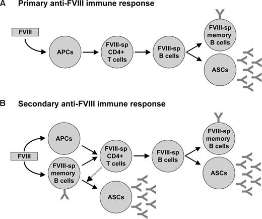 Figure 3. Immune response to FVIII in patients with hemophilia A. (A) The primary immune response is initiated by the internalization of the therapeutically administered FVIII by professional antigen presenting cells (APCs; eg, dendritic cells) and its subsequent presentation to naive FVIII-specific (FVIII-sp) CD4+ T cells. Activated CD4+ T cells in turn activate FVIII-specific naive B cells, which proliferate and differentiate either into plasmocytes (or antibody-secreting cells, ASCs) or into FVIII-specific memory B cells. (B) During the secondary immune response, FVIII-specific memory B cells generated during the primary immune response act as APCs and activate FVIII-specific CD4+ T cells. With the help of CD4+ T cells, FVIII-specific memory B cells further differentiate into ASCs. In parallel, uptake of FVIII by professional APCs results in activation of T cells that in turn activate new FVIII-specific B cells and thus generate additional ASCs and memory B cells.