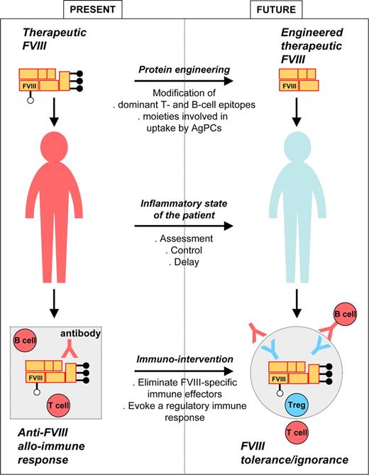 Figure 4. Prevention and blocking of adverse immune reactions to FVIII in hemophilia A patients. Elimination of FVIII inhibitors in hemophilia A patients who have developed an alloimmunization to FVIII may be achieved by FVIII-specific targeting of immune effectors, for instance upon manipulation of the idiotypic network. Alternatively, immune reactions to therapeutic FVIII may be avoided in previously untreated patients by using structurally modified FVIII, of which the dominant T- and B-cell epitopes and/or structures of FVIII that mediate its internalization by APCs have been altered. Simultaneously, assessment of the inflammatory state of the patient may help clinicians to reduce risks of alloimmunization.