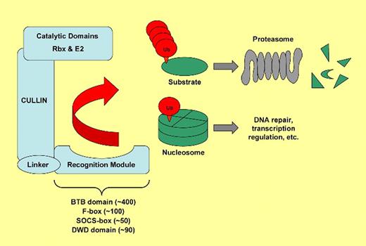 Simplified model of cullin-based ubiquitin ligases. Mammals possess 7 cullins (Cul1, 2, 3, 4A, 4B, 5, and 7) that each form a scaffold allowing substrate-specificity modules to connect to domains with ubiquitin ligase activity. Target proteins (green) are either modified by a chain containing multiple ubiquitin molecules (red)—a prerequisite for degradation by the proteasome—or they are monoubiquitinated. Each cullin uses a certain type of recognition module for substrate binding. Cul4A uses specificity modules that contain DWD domains, of which there are up to 90 in humans, to target a diverse set of proteins for ubiquitination. Substrates of Cul4A include Cdt1 and p27, both involved in cell-cycle regulation, and the histones H2A, H3, and H4.2