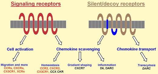 Chemokine scavenging in the function of signaling and silent chemokine receptors. Regions of silent receptors with an altered sequence that is likely responsible for lack of signaling (D in the second transmembrane domain; the DRY motif in the second intracellular loop; see Mantovani et al2) are in blue. Activities not supported by genetic evidence are in italics.