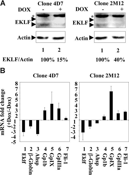 Figure 1. Endogenous EKLF activates erythrocytic and represses megakaryocytic gene expression in MEL cells. 4D7 and 2M12 are 2 different clones derived from MEL cells that have been engineered to allow inducible expression of 2 different shRNAs directed against Eklf mRNA (“Cell lines culture and transfection”). 4D7 and 2M12 cells were grown for 2 days in the presence of 2 μg/mL doxycycline to induce Eklf shRNA expression and then for 2 days in the presence of 5 mM HMBA (still in the presence of doxycycline) to induce their differentiation. 4D7 and 2M12 cells grown in the same conditions but without doxycycline were used as control. (A) Western blot analysis of EKLF protein in 4D7 (left panels) or 2M12 cells (right panels) treated in the presence (lane 2) or absence (lane 1) of doxycycline. Asterisk indicates unspecific band. Actin protein is shown as loading control. Percentages indicate relative levels of EKLF proteins (EKLF/actin ratios) estimated by densitometry. (B) Doxycycline-induced changes of erythrocytic (lanes 1-3) and megakaryocytic (lanes 4-7) mRNA gene levels in 4D7 cells and 2M12 cells. Relative levels of each mRNA have been determined by quantitative reverse-transcription (RT)–PCR using Hprt mRNA as a normalization reference. Final results are expressed as fold changes induced by doxycycline (means and SD from 4 independent experiments).