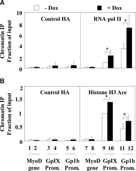Figure 2. EKLF knockdown increases RNA polymerase II occupancy and acetylation of histone H3 at the Gp1b and GpIIIa megakaryocytic gene promoters. 4D7 cells were treated for 2 days with (■) or without doxycycline (□) to knock down EKLF followed by 2 days in presence of HMBA to induce their differentiation as described in Figure 1. Chromatin immunoprecipitation analyses were then performed using either control anti-HA antibody or specific antibodies directed against RNA-polymerase II (A) or acetylated histone H3 (B). Immunoprecipitated DNA was quantified by real-time PCR using specific primers corresponding to the promoters or an internal position of GpIX and Gp1b megakaryocytic genes as well as to the silent myoD gene. Results are expressed as relative proportions of immunoprecipitated DNA (ratios of immunoprecipitated versus input DNA) standardized to the ratio obtained for the GpIX promoter in untreated cells (means and standard deviations from 3 independent cultures). Significant (P < .05; paired Student test) doxycycline effects are indicated by asterisks.