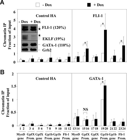Figure 3. EKLF knockdown increases FLI-1 occupancy at the Gp1b, GpIX, and Fli-1 megakaryocytic gene promoters. ChIP experiments were performed as described in Figure 2 (the same chromatin samples were used) using either anti–FLI-1 (A) or anti–GATA-1 (B) antibodies. Results are expressed as relative proportions of immunoprecipitated DNA (ratios of immunoprecipitated versus input DNA) standardized to the ratio obtained for the Gp1b promoter in untreated cells (means and standard deviations from 3 independent cultures). Significant (P < .05; paired Student test) doxycycline effects are indicated by asterisks (NS indicates nonsignificant). Insert corresponds to the Western blot analysis of FLI-1, EKLF, GATA-1, and GRB2 present in total protein extracts from the 4D7 cells used for the ChIP experiments (stars correspond to unspecific bands). Percentages in brackets indicate the change of FLI-1, EKLF, and GATA-1 levels induced by doxycycline as estimated by densitometry (relative values standardized to GRB2 and expressed as percentage of values without doxycycline).