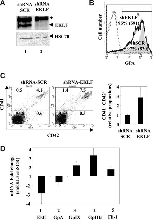 Figure 4. EKLF knockdown enhances the megakaryocytic differentiation output of human CD34+ progenitors and decreases their expression of the known erythrocytic target gene Gpa. Human cord blood CD34+ cells were amplified for 3 days in E/MK medium, infected for 3 hours with either Eklf shRNA or control SCR shRNA lentivirus, and grown for further 7 days in E/MK medium as described in “Lentivirus production and cell infection.” Figure shows the analysis of GFP-positive cells performed 7 days after infection (typical results from 3 independent experiments). (A) Western blot analysis showing the drastic reduction of EKLF protein level in purified GFP+ cells infected with Eklf shRNA lentivirus (lane 2) compared with control shRNA lentivirus (lane 1). HSC70 protein is shown as loading control. (B) FACS analysis of GPA expression in GFP+ cells. Histograms show that most of the GFP+ cells infected with Eklf shRNA lentivirus still express GPA (black line, gate M1) but at lower level than cells infected with control shRNA lentivirus (filled histogram, gate M1). Control isotype histogram is shown as dotted line. The percentages of GPA-positive cells as well as the mean geometric fluorescence of GPA (in brackets) for each population are indicated. (C) Typical FACS analysis showing a 2-fold increase in the percentage of CD41+CD42+ differentiated megakaryocytic cells among GFP+ cells infected with the Eklf shRNA lentivirus compared with that infected with the control shRNA lentivirus (left panel). Numbers on plot are the percentages of total cells in the gate. Histogram (right panel) shows the mean and SD of the fold increase in megakaryocytic cells obtained in 3 independent experiments (P value of .05 in paired Student test). (D) Comparison of erythrocytic (lanes 1,2) and megakaryocytic (lanes 3-5) gene mRNA levels in GFP+ cells infected with Eklf or control shRNA lentivirus. Relative levels of each mRNA have been determined by quantitative RT-PCR using Hprt as a normalization reference. Final results are expressed as fold changes induced by EKLF knockdown (shEKLF/shSCR ratios; means and SD from 3 independent experiments).