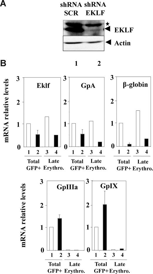 Figure 5. EKLF knockdown in normal human CD34+ progenitors does not induce megakaryocytic gene expression in late differentiated erythrocytic cells. Human cord blood CD34+ cells were amplified for 3 days in medium favoring erythrocytic progenitor amplification, infected with either Eklf shRNA (■) or control SCR shRNA lentivirus (□), and grown for further 3 days in medium favoring terminal erythroid differentiation as described in “Lentivirus production and cell infection.” (A) Western blot analysis of EKLF performed on the whole GFP+ infected cell population. (B) Quantitative RT-PCR analyses of erythrocytic (Eklf, Gpa, and β-globin) and megakaryocytic (GpIIIa and GpIX) mRNA levels in total GFP+ infected cells (lanes 1-2) and in purified late erythrocytic GPA+CD36+GFP+ infected cells (lanes 3-4). Results are expressed as relative levels (normalized to Hprt mRNA) after standardization to the level determined in the whole cell population infected with control lentivirus (lane 1). Note that the levels of GpIIIa and GpIX mRNA observed in the whole cell population (lanes 1,2) were at least 10-fold lower than that observed in the whole cell population obtained in the culture conditions favoring both erythrocytic and megakaryocytic differentiation in Figure 4. Error bars represent SD.