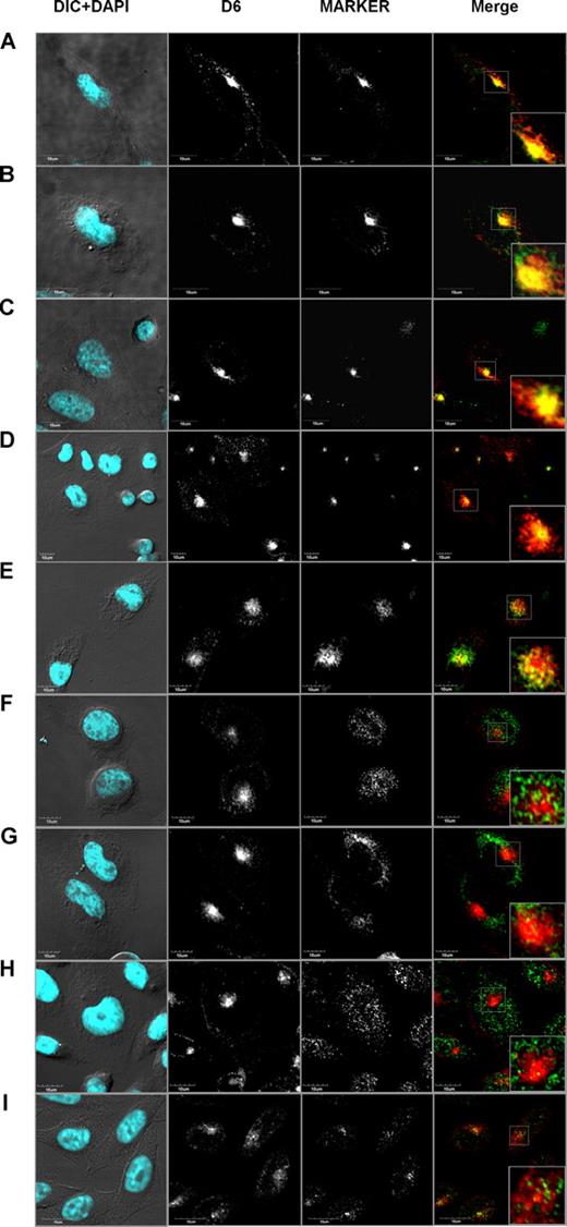 Figure 2. D6 colocalized with markers of rapid and slow recycling pathways. Confocal images of immunofluorescence-stained CHO-K1/D6 cells. Panels show representative experiments of D6 staining with vesicle markers EEA1 (A), Rab4 (B), Rab11 (C), Tf (D), syntaxin 6 (E), furin (F), VAMP2 (G), IRAP (H), and LAMP1 (I). In the first column, the nuclear staining (DAPI, light blue) is merged to the DIC image; D6 and vesicle marker expression alone are shown in second and third column, respectively. The fourth column represents the double staining of D6 (red) and vesicle markers (green). Inserts represent magnifications of the boxed area in the double-staining images.