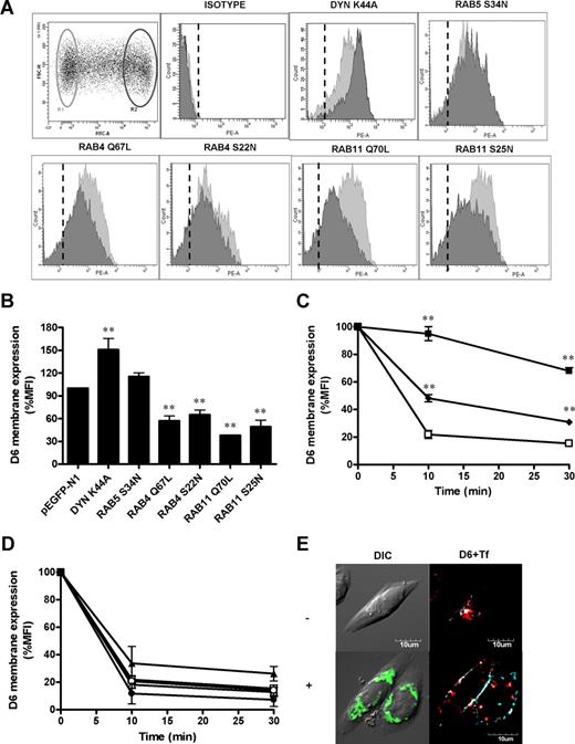 Figure 4. Role of Dyn and Rab proteins in D6 surface expression and constitutive internalization. (A) Representative FACS analysis of CHO-K1/D6 cells transiently transfected with constructs expressing the indicated pEGFP-tagged proteins. R1 and R2 gates refer to the viable pEGFPneg and pEGFPhigh cells, respectively, in which D6 expression was evaluated. Histograms represent flow cytometric profiles of D6 expression in gated cell population (light gray = R1 gate; dark gray = R2 gate). Dashed lines indicate isotype-matched control mAb. (B) Quantification of D6 membrane expression. Data were expressed as percentage of MFI of R2 over R1 gated population. (C,D) D6 internalization of the indicated CHO-K1/D6 pEGFP-tagged transfectants (□ indicates pEGFP-N1 cells; ■, Dyn-K44A; ♦, Rab5-S34N; ○, Rab4-Q67L; ●, Rab4-S22N; △, Rab11-Q70L; and ▲, Rab11-S25N). Results are means plus or minus SEM from at least 3 independent experiments performed. Asterisks indicate significant differences of Dyn/Rab-transfected versus pEGFP-N1–transfected cells (*P < .05; **P < .01). (E) Confocal images of CHO-K1/D6 cells transiently transfected with pEGFP/Dyn-K44A (green) treated for 30 minutes with Alexa Fluor647–conjugated Tf (light blue) and immunofluorescence stained for D6 (red). Top panel (−): untransfected cells; bottom panel (+): pEGFP/Dyn-K44A–transfected cells.