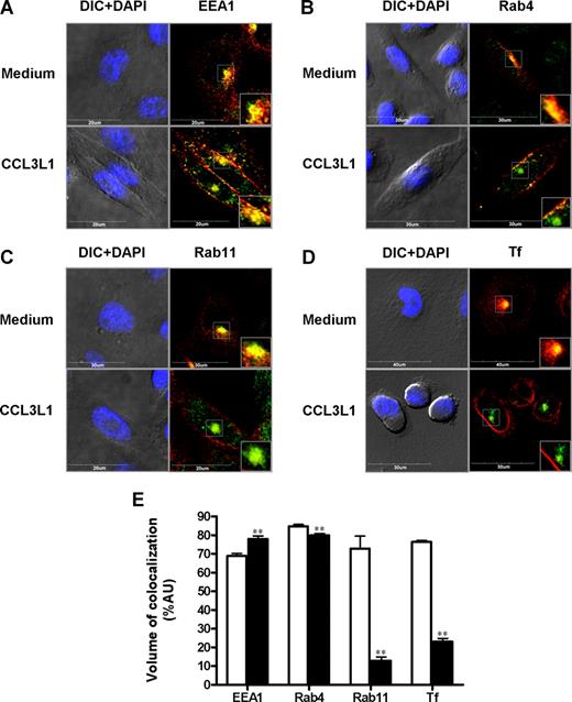 Figure 5. Chemokine stimulation decreased D6 colocalization with Rab proteins. Confocal analysis of CHO-K1/D6 cells stained for D6 expression with EEA1 (A), Rab4 (B), Rab11 (C), and Tf (D) in presence or absence of CCL3L1 (100 nM, 30 minutes). For each panel, the first column represents nuclear staining (DAPI, light blue) merged to the DIC image, and the second column shows D6 (red) and Rabs/Tf (green) expression. Inserts show magnifications of the boxed area. (E) Quantification of D6 colocalization volume with the indicated endosomal marker in basal conditions (□) and after CCL3L1 addition (100 nM, 30 minutes; ■). Results are means plus or minus SEM from the analysis of at least 30 different images, obtained in 3 independent experiments, performed as described in “Immunofluorescence and confocal microscopic analysis.” Asterisks indicate significant differences between cells incubated with CCL3L1 and untreated cells (*P < .05; **P < .01).