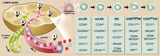 Figure 2. Model of human NK-cell development. (1) Bone marrow–derived CD34+CD45RA+ HPCs circulate in the blood and (2) extravasate across lymph node high endothelial venules to enter the parafollicular space. There, (3) pro-NK cells are activated to progress through distinct stages of maturation (far right) to create both CD56bright and CD56dim NK cells.31 Maturing CD56dim NK cells return to the circulation via the efferent lymph (4),32 whereas some CD56bright NK cells remain within the secondary lymphoid tissue to interact with DCs (5).21,23,33,34 Illustration by Debra T. Dartez.