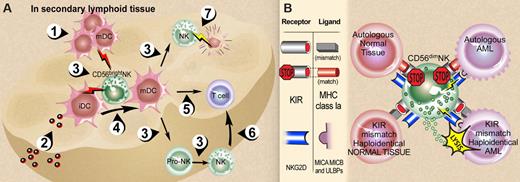 Figure 3. CD56bright and CD56dim NK-cell interactions. (A) NK-DC interactions in secondary lymphoid tissue (SLT). (1) Activated mature DCs (mDCs) enter SLT from periphery or (2) immature DCs (iDCs) receive pathogens within SLT. Each express and/or secrete a variety of cytokines (3) that are required for NK-cell maturation and survival (eg, DC IL-15) and NK cell proinflammatory cytokine production (eg, DC IL-12 in combination with DC IL-1, IL-15, IL-18). Activated CD56bright NK cells in turn secrete TNF-α and GM-CSF that contribute to DC maturation, (4) and IFN-γ that contributes to DC activation and thus indirectly to antigen-specific T-cell priming (5). NK-cell IFN-γ also contributes directly to T-cell priming (6). NK cells can kill immature autologous DCs (7) via NKp30, which may assist in editing out hyporesponsive DCs or by limiting T-cell priming.33,34 (B) Summary of NK-cell recognition. The functional consequences of NK-cell receptor recognition depend on the integration of both inhibition and activation signals received in response to engagement of target cell ligands.58,59 Upper left: normal autologous tissues are not attacked because the predominant signal is recognition of self-MHC class Ia ligands by inhibitory KIRs (and other inhibitory receptors such as NKG2A/CD94 recognizing their ligands, not shown) in the absence of ligands for activating NK receptors. Upper right: Malignant autologous tumors such as acute myeloid leukemia (AML) have high-density surface expression of classical MHC class Ia and nonclassical MHC class I that that bind to KIR and NKG2A/CD94, respectively, and dominate over engagement of NK-cell activation receptors with their cognate ligands. Lower left: Normal allogeneic host tissue presumably lacks ligands that engage dominant activating NK receptors such as NKG2D and NCR, despite a mismatch of donor NK KIR with host MHC class Ia as well as donor NKG2A/CD94 and host HLA-E (not shown). Lower right: A mismatch of donor NK KIR and host MHC class Ia in the presence of ligand-engaged NKG2D, NCR, and other NK activation receptors60 likely contributes the dominant NK response of target cell lysis.48,61,62 Illustration by Debra T. Dartez.