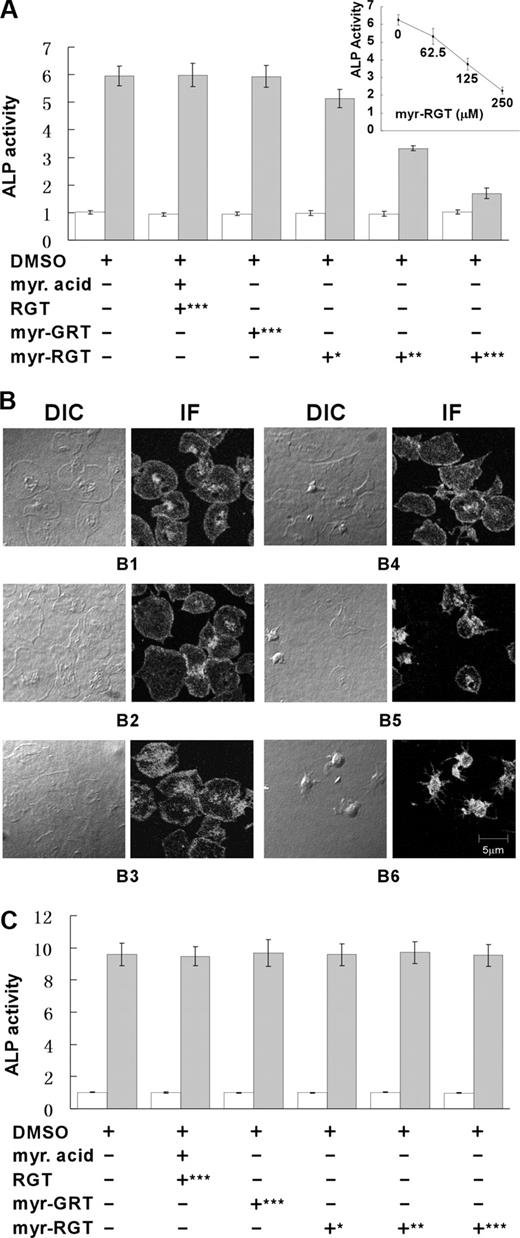 Figure 2. Quantitative analysis of the effect of myristoylated RGT peptide on platelet stable adhesion and spreading on immobilized fibrinogen. (A) Platelets were added to microtiter wells precoated with fibrinogen and allowed to adhere for 60 minutes at 37°C. The phosphatase activity in supernatants (open columns) or in adherent platelets (closed columns) was quantified by a PNPP assay. Data of 3 experiments (mean ± SD) were presented as the ratio of the phosphatase activity of platelet samples over blank. Peptide concentrations: *62.5 μM; **125 μM; ***250 μM. (Inset) The phosphatase activity of myr-RGT-treated platelets adherent to immobilized fibrinogen after removal of the peptide from the buffer. (B) Microphotographs of platelets adherent on fibrinogen and treated with DMSO (B1), myristic acid and RGT peptide at a concentration of 250 μM (B2), scrambled myr-GRT at 250 μM (B3), myr-RGT at 62.5 μM (B4), 125 μM (B5), and 250 μM (B6). DIC indicates differential interference contrast microscopy; IF: immunofluorescence assay with anti-integrin β3 antibody. (C) Platelets were incubated in suspension with different treatments as indicated for 30 minutes at 37°C. The phosphatase activity in supernatants (□) or in remaining platelet suspensions () was quantified by a PNPP assay. Data are arranged as in panel A.