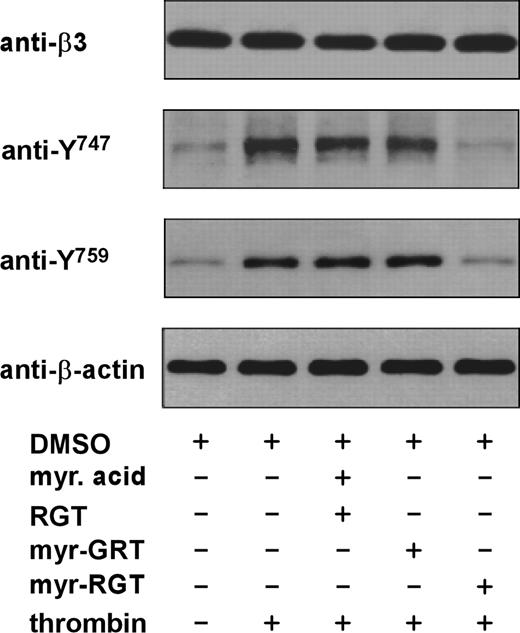 Figure 6. Effect of myr-RGT on thrombin-induced phosphorylation of integrin β3 cytoplasmic Y747 and Y759. Washed platelets were preincubated for 30 minutes with 250 μM of the different peptides as indicated. Thrombin (0.05 U/mL) was added to induce platelet aggregation with stirring at 1000 rpm for 1 minute. The platelets were then lysed in SDS-PAGE sample buffer and analyzed by Western blotting using monoclonal antibodies directed against the integrin β3 subunit extracellular domain (SZ21), β-actin, and polyclonal antibodies specific for the β3 integrin cytoplasmic sequences containing phosphorylated Y747 or Y759 residue, respectively.