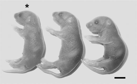 Figure 1. Phenotype of Thbd−/− neonate in Par4−/− mothers. *Thbd−/− neonate shown with its littermates. Scale bar represents 5 mm.