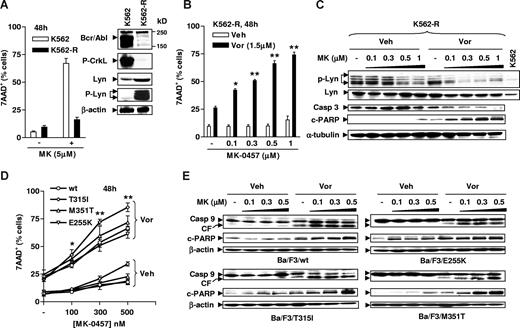 Figure 3. The MK-0457/vorinostat regimen induces apoptosis in cells resistant to IM through disparate mechanisms. (A) IM-resistant K562-R cells were established as described in “Cells and reagents,” and Western blot analysis was performed to monitor expression of Bcr/Abl and phospho-CrkL, as well as levels of total and phosphorylated Lyn (inset). Parental K562 and K562-R cells were exposed to 5 μM MK for 48 hours, after which the percentage of 7AAD+ cells was determined by flow cytometry. (B) K562-R cells were incubated with 0.1 to 1 μM MK with or without 1.5 μM Vor for 48 hours, after which flow cytometry was performed to monitor the percentage of 7AAD+ cells. (C) K562R cells were treated as described in panel B, after which Western blot analysis was performed to monitor expression of total and phosphorylated Lyn, as well as processing of caspase-3 and cleavage of PARP. (D) Ba/F3 cells bearing wt or various point mutations, including T351I, M351T, and E255K, were exposed to 100 to 500 nM MK-0457 with or without 1.5 μM vorinostat for 48 hours, after which the percentage of 7AAD+ cells was determined by flow cytometry. (E) Alternatively, cells were lysed and subjected to Western blot analysis to evaluate cleavage of caspase-9 and PARP. Results represent the means plus or minus SD for 3 separate experiments performed in triplicate (A,B,D). For each condition involving combined treatment, the net increase compared with treatment with Vor alone was determined and the significance of differences evaluated using the Student t test. Asterisks indicate significantly greater than values obtained after treatment of cells with MK alone at the same concentrations (*P < .05; **P < .01). For panels A inset, C, and E, each lane was loaded with 30 μg protein; blots were stripped and reprobed with antibodies to β-actin or α-tubulin to ensure equal loading and transfer. CF indicates cleavage fragment; Veh, vehicle. Two additional studies yielded equivalent results.