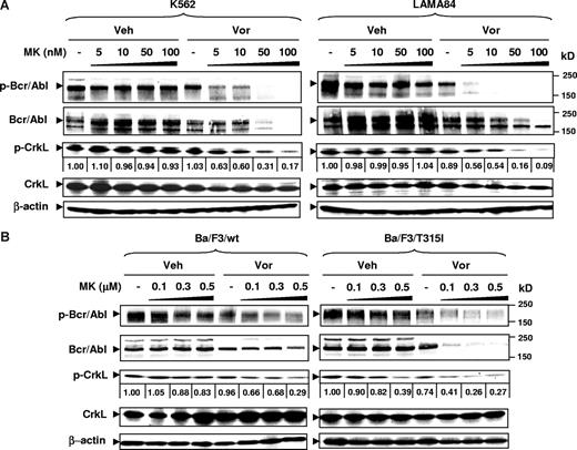 Figure 4. Coadministration of MK-0457 and vorinostat results in inactivation and down-regulation of wt and T315I Bcr/Abl kinases. (A) K562 and LAMA84 cells were incubated with 5 to 100 nM MK with or without Vor (K562: 2 μM; LAMA84: 1.5 μM) for 48 hours (K562) or 24 hours (LAMA84). (B) Ba/F3 cells with wt or T315I Bcr/Abl were treated with 0.1 to 0.5 μM MK with or without 1.5 μM Vor for 48 hours. (A,B) After drug treatment, cells were lysed, and Western blot analysis was performed to assess expression of total and phosphorylated forms of Bcr/Abl and CrkL. Each lane was loaded with 30 μg protein; blots were stripped and reprobed with antibodies to β-actin to ensure equal loading and transfer. Results are representative of 3 separate experiments. Protein bands of phospho-CrkL were quantified using an imaging system as described in “Western blot.” Values reflect the ratio of integrated densitometric determinations between untreated and drug-treated cells. Veh indicates vehicle. Two additional studies yielded equivalent results.