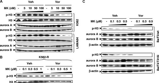 Figure 5. Vorinostat enhances inhibition of aurora kinases by MK-0457 in IM-sensitive and -resistant cells, including those bearing the T315I mutation. (A) K562 and LAMA84 cells were exposed to 5 to 100 nM MK with or without Vor (K562: 2 μM; LAMA84: 1.5 μM) for 48 hours (K562) or 24 hours (LAMA84). (B) IM-resistant K562-R cells were treated with 0.1 to 1 μM MK with or without 1.5 μM Vor for 48 hours. (C) Ba/F3 cells with wt or T315I Bcr/Abl were treated with 0.1 to 0.5 μM MK with or without 1.5 μM Vor for 48 hours. (A-C) After drug treatment, Western blot analysis was performed to monitor expression of total and phosphorylated (Ser 10) histone H3, as well as total aurora A and B. Each lane was loaded with 30 μg protein; blots were stripped and reprobed with antibodies to β-actin to ensure equal loading and transfer. Two additional studies yielded equivalent results.