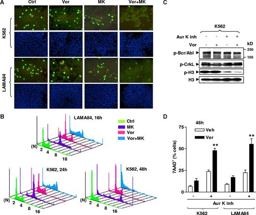 Figure 6. Aurora kinase inhibition contributes functionally to the lethality of MK-0457/vorinostat in CML cells. (A) K562 (top) and LAMA84 (bottom) cells were treated with 100 nM MK with or without Vor (K562: 2 μM; LAMA84: 1.5 μM) for 24 hours (K562) or 16 hours (LAMA84), after which cytospin slides were prepared and stained with FITC-conjugated antibodies to phosphorylated (Ser 10) histone H3 (top panels) as described in “Immunocytochemistry.” Bottom panels exhibit DAPI staining. Images were captured with an Olympus BX40 microscope at 20×/0.50 (Olympus America, Center Valley, PA) and a CE digital camera (Alpha Innotech, San Leandro, CA) with RS Image software version 1.7.3. (Roper Scientific Photometrics, Tucson, AZ). (B) LAMA84 and K562 cells were incubated with 100 nM MK with or without Vor (K562: 2 μM; LAMA84: 1.5 μM) for 16 hours (LAMA84) or 24 and 48 hours (K562), after which cells were stained with PI and DNA content was analyzed by flow cytometry. N indicates number of ploidy. (C) K562 cells were exposed to 10 μM of a selective aurora kinase A and B inhibitor (Aur K inh) in the absence or the presence of Vor (2 μM) for 48 hours, after which cells were lysed and subjected to Western blot to monitor expression of phospho-Bcr/Abl and phospho-CrkL, as well as levels of total and phosphorylated histone H3. Each lane was loaded with 30 μg protein. (D) K562 and LAMA84 cells were treated with 10 μM Aur K inh with or without Vor (K562: 2 μM; LAMA84: 1.5 μM) for 48 hours, after which the percentage of 7AAD+ cells were determined by flow cytometry. Results represent the means plus or minus SD for 3 separate experiments performed in triplicate. Asterisks indicate significantly greater than the value for treatment of cells with Aur K inh alone at same concentrations (**P < .01). The results of a representative experiment are shown (A-C); 2 additional studies yielded equivalent results.