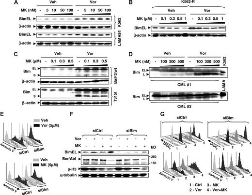 Figure 7. Induction of Bim by vorinostat plays a functional role in interactions between vorinostat and MK-0457. (A) K562 (top) and LAMA84 (bottom) cells were treated with 5 to 100 nM MK with or without Vor (K562: 2 μM; LAMA84: 1.5 μM) for 48 hours (K562) or 24 hours (LAMA84). (B) IM-resistant K562-R cells were treated with 0.1 to 1 μM MK with or without 1.5 μM Vor for 48 hours. (C) Ba/F3 cells with wt or T315I Bcr/Abl were treated with 0.1 to 0.5 μM MK with or without 1.5 μM Vor for 48 hours. (D) MNCs from bone marrow samples obtained from CML patients 1 and 3 were exposed to 100 to 500 nM MK with or without 1.5 μM Vor for 48 hours. (A-D) After drug treatment, cells were lysed and subjected to Western blot analysis to monitor expression of Bim. (E) K562 cells were stably transfected with constructs encoding siRNA against Bim (siBim) or nonspecific sequence (siCtrl). Cells were exposed to 5 μM of Vor (top panel) or MK (bottom panel) for 48 hours, after which cells were stained with annexin V–FITC and subjected to flow cytometry. (F) K562 cells transfected with siBim or siCtrl were treated with 100 nM MK with or without 2 μM Vor for 48 hours, after which cells were lysed and Western blot analysis was performed to monitor expression of Bim, Bcr/Abl, and phosphohistone H3. (G) Alternatively, cells were stained with DiOC6 (top panels) or annexin V–FITC (bottom panels), respectively, and subjected to flow cytometry. Each lane was loaded with 30 μg (A-C,F) or 100 μg (D) of protein; blots were stripped and reprobed with β-actin or α-tubulin antibodies to ensure equal loading and transfer of protein. Two additional studies yielded equivalent results. The results of a representative experiment are shown (E,G); 2 additional studies yielded equivalent results.