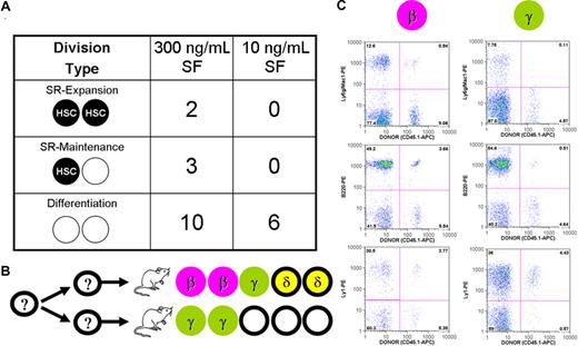 Figure 5. Asymmetry of HSC expansion and maintenance divisions stimulated by 20 ng/mL IL-11 plus either 10 ng/mL or 300 ng/mL SF. (A) Single-cell cultures of CD45midlin−Rho−SP cells were monitored every 4 hours to determine when a first division took place. Between 4 and 8 hours after the first mitosis, doublets were separated and each of the 2 cells injected into a separate recipient with the resulting division type shown. SR indicates self-renewal; SF, Steel factor. (B) The distribution of HSC subtypes is detailed in the cases where at least one of the 2 daughter cells repopulated an irradiated recipient. (C) Fluorescence-activated cell sorter plots for a pair of repopulated mice transplanted 16 weeks earlier with individual cells from one separated daughter pair.