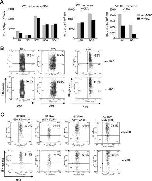 Figure 4. MSCs do not affect IFN-γ production from EBV- or CMV-specific CTL. (A) Proportion of EBV-CTL (n = 6), CMV-CTL (n = 2), or alloantigen-CTL (n = 2) producing IFN-γ in response to irradiated autologous LCL, pp65-pulsed LCL, or irradiated allogeneic PBMCs, respectively, in the presence or absence of MSCs were analyzed with Elispot (ND = normal donor). (B) Representative FACS plots of intracellular IFN-γ staining of EBV-CTL gated on CD3+CD8+ or CD3+CD4+ T cells and CMV-CTL gated on CD3+CD8+ T cells that were stimulated with corresponding viral antigen in the presence or absence of MSCs. (C) Representative stainings of EBV- and CMV-pentamer positive cells producing IFN-γ in response to viral antigens in CTL cultured in the presence or absence of MSCs.
