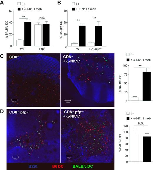 Figure 6. Perforin-mediated killing is critical for the elimination of allogeneic DCs by host NK cells in vivo. (A) B6 WT, B6 pfp−/− or (B) IL-12Rβ2−/− mice, all CD8-depleted, were injected, or not, with anti-NK1.1 PK136 mAb and then immunized with equal numbers of CFSElow-B6 DCs and CFSEhigh-BALB/c DCs. (A) Data are mean plus or minus SEM of 3 mice per group and are from one representative experiment of 4 performed. (B) Data are mean plus or minus SEM of 4 mice per group. (C) B6 CD8−/− and (D) CD8−/−pfp−/− mice were injected with equal numbers of CFSE-labeled BALB/c DCs (green) and CMTMR-labeled B6 DCs (red). Forty-eight hours after immunization, draining lymph nodes were harvested and prepared for confocal microscopy analysis. Lymph node sections were stained anti-B220 and anti-PNAd mAbs (blue). Data are the percentage of CFSE BALB/c DCs among control CMTMR B6 DCs. Data were pooled from 2 independent experiments. Data are mean plus or minus SEM of individual lymph nodes (4 or 5 mice per group). **P < .01. N.S. indicates not significant.