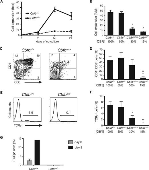 Figure 1. T-cell differentiation is blocked in a CBFβ dosage-dependent manner. (A) Proliferation of Lin− (Ter119, CD19, Gr-1, F4/80) 17.5 dpc FL cells cocultured on OP9-DL1 in the presence of Flt3L and IL-7, counted at weekly intervals. Each data point is averaged from at least 9 fetal livers. Error bars in all panels represent SEM. (B) Bar graph depicting the fold expansion of Lin− FL cells from an allelic Cbfb dosage reduction series, after 14 days of OP9-DL1 coculture. The percentage of CBFβ protein relative to wild-type levels is indicated below the bars.13 The number of independent animals analyzed was: Cbfb+/+ = 13; Cbfb+/− = 7; Cbfbrss/rss = 5; Cbfbrss/− = 10. *indicates significant (P < .05) difference relative to Cbfb+/+ animals (unpaired, 2-tailed Student t test). (C) CD4 and CD8 expression after 14 days of coculture on OP9-DL1. (D) Mean (± SEM) percentages of CD4+CD8+ (DP) cells. Cbfb+/+ = 17; Cbfb+/− = 7; Cbfbrss/rss = 5; Cbfbrss/− = 16. *Significant (P < .05) difference relative to Cbfb+/+ animals. **indicates significant (P < .05) difference relative to Cbfbrss/rss animals. (E) Cell surface TCRγ expression in the bulk cocultured cells. (F) Mean (± SEM) percentages of TCRγ+ cells after 14 days of culture. Cbfb+/+ = 17; Cbfb+/− = 7; Cbfbrss/rss = 5; Cbfbrss/− = 16. (G) Intracellular TCRβ staining in DN cells (DN = CD8−Gr-1− because CD4 expression is inappropriately unregulated in Cbfbrss/− DN cells13,72) after 6 and 9 days of OP9-DL1 culture. Cbfb+/+ = 4; Cbfbrss/− = 3.