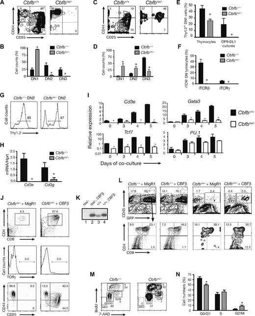 Figure 2. T-cell specification fails to occur in Cbfbrss/− cells. (A) Lin− FL cells cocultured on OP9-DL1 in the presence of Flt3L and IL-7 for 7 days. CD8−Gr-1−GFP− cells (GFP gating was used to eliminate OP9-DL1) were analyzed for CD44 and CD25 expression. (B) Percentages of DN1, DN2, and DN3 cells (from panel A) averaged from 12 independent experiments. Error bars represent SEM. *indicates significant difference (P ≤ .01) between the percentages of Cbfb+/+ and Cbfbrss/− cells. (C) CD45+ Lin− (Lin = CD8, CD3, TCRβ, TCRγ, CD11c, B220, Mac1, NK1.1, Ter119) 17.5 dpc fetal thymocytes analyzed for CD44 and CD25 expression. (D) Data from 6 animals of each genotype (from panel C). *indicates significant difference (P ≤ .03) between the percentages of Cbfb+/+ and Cbfbrss/− cells. (E) Expression of cell surface Thy1.2 on 17.5 dpc DN1 (Lin−CD45+CD44+CD25−) thymocytes, and on DN1 cells (CD8−Gr-1−CD45+CD44+CD25−) from day 6 OP9-DL1 cultures. The thymocyte data were averaged from 4 Cbfb+/+ and 4 Cbfbrss/− fetuses, and the culture data were averaged from 4 Cbfb+/+ and 3 Cbfbrss/− fetuses. *indicates significant difference (P = .01) between Cbfb+/+ and Cbfbrss/− samples. (F) Percentage of 17.5 dpc DN thymocytes (CD45+ Lin−, Lin = CD8, CD3, CD11c, B220, Mac-1, Ter119) expressing intracellular TCRβ (iTCRβ) and iTCRγ. Data are averaged from 3 Cbfb+/+ and 3 Cbfbrss/− fetuses. (G) Percentage of Thy1.2+ DN2 cells after 7 days of OP9-DL1 culture. (H) Cd3e and Cd3g expression by qRT-PCR in DN2 cells sorted from day 7 OP9-DL1 cultures (culture conditions and staining as described in panel A). The purity of postsort populations was more than 95%. Expression of individual genes was normalized to Hprt. Data were derived from triplicate amplifications from 3 independent samples. *indicates significant difference (P≤ .01) between Cbfb+/+ versus Cbfbrss/− values. (I) Lin− FL cells cultured on OP9-DL1 cells, harvested at indicated time points. DN1 cells (Lin−CD45+CD44+CD25−) were isolated by cell sorting (purity > 95%). The expression of individual genes was normalized to Hprt (note log scale for Tcf7) and displayed as relative to day 0 values of Cbfb+/+ DN1 cells. Values are averaged from triplicate samples isolated from 3 independent experiments. *indicates significant difference (P ≤ .05) between Cbfb+/+ versus Cbfbrss/− values. (J) Rescue of T-cell development with CBFβ in 17.5 dpc Cbfbrss/− FL cells. Lin− FL cells (E17.5) were transduced with the indicated retroviruses and cocultured on OP9-DL1. Cells were harvested after 2 weeks and GFP+CD45+ cells analyzed for CD4 and CD8 expression (top panels) and TCRγ expression (middle panels). The bottom 2 plots are DN cells analyzed after 1 week of coculture. Gated GFP+Lin−CD45+ cells were analyzed for expression of CD44 and CD25 (nexperiments = 11). (K) Western blot showing CBFβ (p22) protein levels resulting from retroviral expression relative to endogenous protein levels, in whole cell extracts prepared from GFP+CD45+ cells purified from the OP9-DL1 cultures of Lin− FL cells (CD45+ cell purity ≥ 99.9%). The blot was probed with a monoclonal antibody to CBFβ. The 2 endogenous CBFβ isoforms generated as a result of alternative splicing (p21.5 and p22) are both visible on this gel. Samples were normalized for actin expression, and the relative amounts of CBFβ determined from a dilution series (not shown). CBFβ levels in retrovirally transduced cells were 5-fold higher than endogenous levels. Lane 1, Cbfbrss/− + MigR1; lane 2, Cbfbrss/− + CBFβ; lane 3, Cbfb+/+ + MigR1; lane 4, Cbfb+/+ + CBFβ. (L) Inefficient rescue of T-cell development on restoring CBFβ expression in 17.5 dpc Cbfbrss/− thymocytes. Thymocytes were transduced with the indicated retroviruses and cocultured for 7 days on OP9-DL1. Gated GFP+CD45+ cells were analyzed for CD4 and CD8 expression in the plots below. GFP+CD45− cells are predominantly OP9-DL1 cells.16 (M) Cell-cycle status of CD45+ Lin− (Lin = CD8, TCRβ, TCRγ, CD11b, Ter119, B220) 17.5 dpc fetal thymocytes. (N) Summary of cell-cycle data from 5 individual samples per genotype. The differences between Cbfb+/+ and Cbfbrss/− cells in G0/G1 and G2/M were significant at P≤ .01.