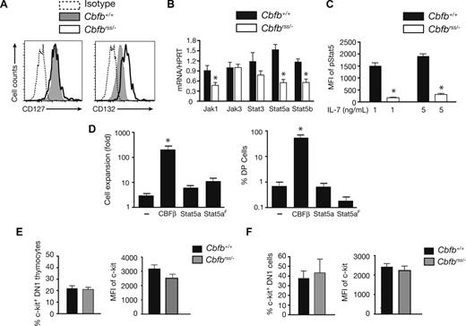 Figure 3. JAK/STAT and c-kit signaling in Cbfbrss/− T cells. (A) Expression of IL-7Rα (CD127) and γc (IL2RG/CD132) on the DN2 thymocytes from Figure 2C (17.5 dpc). Data are representative of 4 experiments. (B) DN2 cells were sorted from OP9-DL1 cultures (culture conditions and staining as described in Figure 2A). The purity of postsort populations was more than 95%. Expression of individual genes was normalized to Hprt. Values are averaged from triplicate samples from 3 independent experiments. *indicates significant difference (P≤ .05). (C) pStat5 levels in 17.5 dpc DN2 thymocytes on ex vivo stimulation with 0, 1, and 5 ng/mL IL-7 for 20 minutes. Shown is the MFI of the difference between pStat5 under IL-7–stimulated and nonstimulated conditions. The data are averaged from 5 Cbfb+/+ and 5 Cbfbrss/− fetuses. Differences are significant at P < .001. (D) Rescue of T-cell development from Cbfbrss/−Lin− FL cells with CBFβ, but not wild-type or constitutively active Stat5a (S711F; Stat5aF), or MigR1 alone (−) (n = 5). Cells were harvested after 2 weeks. The expansion of Cbfbrss/− cells (left graph) is calculated by dividing the number of GFP+ cells on day 14 by that on day 7 of culture. Only CBFβ expression significantly (*P≤ .001) increased cell numbers compared with MigR1-transduced Cbfbrss/− cells. The right-hand graph shows the percentage of GFP+ cells expressing CD4 and CD8. (E) Expression of cell surface c-kit on 17.5 dpc DN1 cells. Bar graph on left is the percentage of c-kit+ DN1 (Lin− as in Figure 2B; CD45+CD44+CD25−) thymocytes, and on right is the MFI of c-kit staining on c-kit+ DN1 thymocytes. The data are averaged from 4 Cbfb+/+ and 4 Cbfbrss/− fetuses. (F) Percentage of DN1 (CD44+CD25−CD45+ Lin−) cells expressing surface c-kit and MFI of c-kit staining on c-kit+ DN1 cells after 6 days of OP9-DL1 culture. The data are averaged from 4 Cbfb+/+ and 3 Cbfbrss/− fetuses.