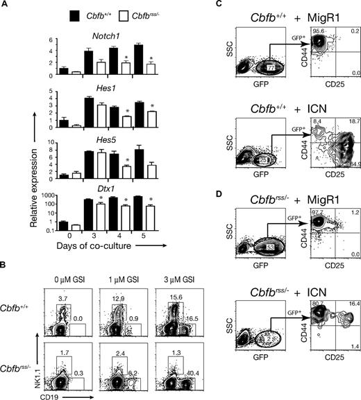 Figure 4. Notch signaling is active in Cbfbrss/− cells and NK-cell development is defective. (A) Lin− FL cells cultured on OP9-DL1 cells, harvested at indicated time points, and stained with antibodies as described in Figure 2A. DN1 cells (Lin−CD45+CD44+CD25−) were isolated by cell sorting (purity > 95%). The expression of individual genes was normalized to Hprt (note log scale for Dxt1) and displayed as relative to day 0 Cbfb+/+ DN1 cells. Values are averaged from 9 samples (triplicate samples from 3 independent experiments). *indicates significant difference (P≤ .05) between Cbfb+/+ versus Cbfbrss/− values. (B) Flow cytometric analysis of Lin− FL cells cultured on OP9-DL1 (+ Flt3L, IL-7, IL-6, IL-15) in the absence and presence of the gamma secretase inhibitor (GSI) inhibitor X for 7 days. GFP−CD45+ cells were analyzed for expression of NK1.1 (NK cells) and CD19 (B cells). nexperiments = 7. (C) Lin−Cbfb+/+ 14.5 dpc FL cells transduced with either MigR1 or a retrovirus expressing the Notch1 intracellular domain (ICN) and cultured for 7 days on OP9 stromal cells in the presence of Flt3L and IL-7. CD8−CD19−Gr-1− cells were gated for GFP expression in the left-hand panels, and GFP+ cells analyzed for CD44 and CD25 expression in the right-hand panels. (D) Lin−Cbfbrss/− FL cells transduced with MigR1 or ICN, and analyzed as in panel C.