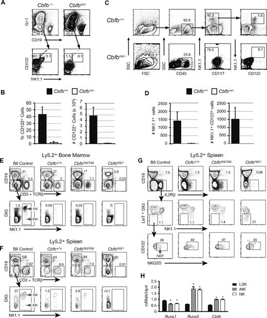 Figure 6. CBFβ is required at an early stage of NK-cell development in vivo. (A) Representative scatter plots of Lin− 15.5 dpc FL cells grown on OP9 cells in the presence of Flt3L, IL-7, and IL-15. Gr-1−CD19− cells were analyzed for CD122 and NK1.1 expression. (B) Percentage and absolute number of CD122+ cells (± SD) harvested from OP9 cultures established from 3 Cbfb+/+ and 4 Cbfbrss/− fetuses (nexperiments = 3). (C) NK cells in 15.5 dpc fetal thymi. (D) Total number of thymic NK1.1+ and NK1.1+CD122+ cells averaged from 3 Cbfb+/+ and 3 Cbfbrss/− fetuses (nexperiments = 3). (E-G) Lethally irradiated CD45.1 × CD45.2 F1 recipients were reconstituted with wild-type CD45.1+ BM and CD45.2+ FL cells from Cbfb+/+, Cbfbrss/rss, or Cbfbrss/− fetuses (expressing 100%, 30%, and 15% of normal CBFβ levels, respectively). (E) Bone marrow of recipient mice analyzed 10 months after reconstitution. The data are from gated FL-derived (CD45.2+) progenitors. A representative example is shown in each group (Cbfb+/+, n = 4; Cbfbrss/rss, n = 4; Cbfbrss/−, n = 5). Bone marrow from a 10-week-old C57BL/6 (B6) mouse is shown as control. CD19−CD3−TCRβ−NK1.1+DX5+ cells are mature NK cells, whereas immature NK lineage cells (iNK) have a NK1.1+Dx5− phenotype. (F) The spleen of recipient mice analyzed in a similar way, illustrating the absence of immature and mature NK cells among cells derived from Cbfbrss/− progenitors. (G) Primitive NK lineage committed progenitors (NKP) (CD122/IL2Rβ+NKG2D+NK1.1−Dx5−LinT−) (LinT = CD3CD4CD8αTCRβTCRγ) are preserved in the spleen of recipient mice. NKP express the IL-2/IL-15Rβ chain and have an NK1.1−Dx5−CD19−CD3−CD4−CD8a−TCRβ−TCRγ− phenotype. A fraction of these cells expresses NKG2D.3 (H) Expression Runx1, Runx3, and Cbfb by qRT-PCR in LSK (Lin = CD4, CD8, TCRβ, TCRγ, DX5, CD19, Mac-1, Ter119), iNK (CD4−CD8−TCRβ−TCRγ−CD19−CD49b−NK1.1+CD122+) and mature NK (CD4−CD8−TCRβ−TCRγ−CD19−CD49b+NK1.1+CD122+) cells sorted from BM of 8- to 12-week-old wild-type mice. The purity of post-sort populations was more than 98%. Expression of individual genes was normalized to Hprt. * Significant difference (P≤ .01) from LSK cell values.