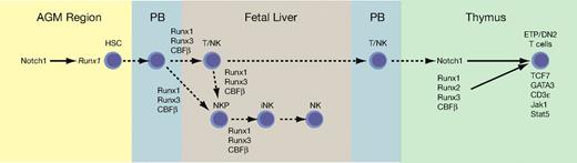 Figure 7. Genetic interactions between the CBFs and Notch signaling in the specification of HSCs, T cells, and NK cells in the fetus. Notch receptors and ligands are expressed on the aortic endothelial cells in the AGM region that give rise to HSCs.20 Notch signaling is required for Runx1 expression in endothelial cells and for the formation of HSCs19,20,23,24; thus, Notch is genetically upstream of Runx1 in HSC formation. — represent molecular interactions; ---- represent cell migrations. PB indicates peripheral blood. HSCs and progenitors are released into the circulation from their sites of formation and colonize the fetal liver. We speculate that Runx1 and/or Runx3 plus CBFβ are required to generate NKP from either a bipotent T/NK or another progenitor in the fetus, and perhaps in T/NK progenitors themselves. CBFs are also required for the NKP to iNK transition, based on data from the adult. Circulating progenitors expressing all 3 CBF complexes colonize the thymus where they encounter high levels of Notch ligands. CBFs confer on these progenitors the ability to respond to Notch signaling, which results in T-cell specification and progression to the ETP/DN2 stage accompanied by the expression of a suite of T cell–specific genes. Not shown are NKT cells, which differentiate from DP T cells in a Runx1-dependent manner.