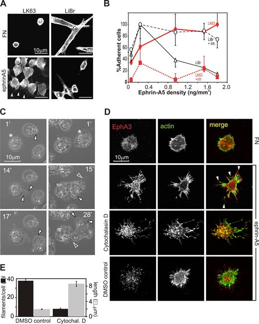 Figure 1. Surface-bound ephrin-A5 triggers cytoskeletal reorganization, causing repulsion or adhesion of EphA3-positive tumor cells. (A) EphA3-positive LK63 human pre-B leukemia cells and LiBr melanoma cells were cultured on FN- or ephrin-A5-Fc–coated surfaces (ephrin-A5). For confocal microscopy, the cytoskeleton of fixed cells was stained with rhodamine-phalloidin. Scale bar represents 10 μm. (B) Dose-dependent adhesion of LK63 and de-adhesion of LiBr cells. LK63 leukemia and LiBr melanoma cells were seeded into wells of protein A–coated 96-well plates coupled with ephrin-A5-Fc at indicated densities. Soluble, monomeric ephrin-A5 was added as inhibitor (+inh) to parallel cultures at 100-fold molar excess. Adherent cells were quantitated by XTT assay (A492 absorbance). Cell attachment is expressed as a percentage (mean, SE from 3 independent assays) relative to maximal adherence; ♦ represents LK63 cells; ▵, LiBr cells; ■, LK63 cells with ephrin inhibition (+inh); and ○, LiBr cells with ephrin inhibition. (C) Adhesion of LK63 cells onto ephrin-A5-Fc–coated coverslips was documented by live-cell imaging, starting immediately after first contact of the cell with the tissue culture surface. Cells were imaged every minute and representative micrographs are shown. Corresponding videos for images in the left and right columns, Video S1 and Video S2, respectively, are available as data supplements. (D) LK63 cells on ephrin-A5-Fc (ephrin)– or fibronectin (FN)–coated coverslips (“Methods”) were fixed and stained with Alexa488-phalloidin and anti-EphA3/Alexa594 secondary antibodies for confocal microscopy. Some cells were treated with 5 μM cytochalasin D or solvent (DMSO), 30 minutes before and during plating as indicated. Micrographs of typical anti-EphA3 (red), actin (green) fluorescence images, and merged images are shown. (E) The number/cell (■) and length () of filamentous protrusions of LK63 cells, treated with cytochalasin D (cytochal D) or solvent (DMSO control), was quantitated in 10 confocal microscopic field (100× lens) using IMARIS Filament Tracer software. Mean and SE estimates from n = 27 (DMSO) and n = 48 (control) cells are shown. Statistical analysis suggests significant differences (P < .001) in number and length of filamentous protrusions between treated and untreated cells.
