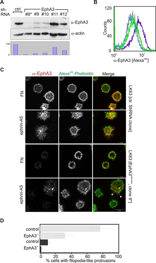 Figure 2. EphA3 silencing prevents spreading of LK63 cells on ephrin-A5 surfaces. (A) Silencing of EphA3 in LK63 cells by lentivirus-shRNA knockdown was assessed by Western blot analysis of cell lysates. Four different TCR constructs, nos. 9 to 12, were used for the experiment. Cells derived from transfection with TCR no. 9 were further enriched for EphA3silenced cells by MACS (no. 9*). Relative EphA3 levels in cell lysates were compared by densitometry (bottom panel) using α-actin Western blot as reference. (B) Comparison of EphA3 cell-surface expression in parental and EphA3 knockdown LK63 cells by flow cytometry using Alexa488 IIIA4 α-EphA3 mAb. The profile of clone no. 9* transfected cells (light green) is compared with parental LK63 cells (purple) and with HEK293T cells (green) with known, low EphA3 expression.25 The profiles of LK63 cells stained with a nonrelevant, isotype-matched control antibody (dark green), and in the absence of IIIA4 (red), are illustrated as controls. (C) The ability of EphA3silenced LK63 cells (clone no. 9*), or control lentivirus-transfected cells, to adhere and spread onto ephrin-A5-Fc– or fibronectin-coated surfaces (as indicated) was examined by confocal microscopy. Fixed cells were stained with Alexa488-phalloidin and anti-EphA3 antibodies/Alexa546 secondary antibodies. White arrowheads indicate the presence of EphA3 clusters on the tips of filopodia-like cell processes in a cell with residual EphA3 expression. Scale bar represents 10 μm. (D) The fraction of adherent LK63 cells on ephrin-A5-Fc–coated (light gray) or fibronectin-coated (dark gray) surfaces characterized by a spread-out phenotype with actin-rich extensions (as illustrated in panel C) was estimated by a blinded observer counting phalloidin-stained cells. Mean and SE, estimated from 10 microscopic fields per group containing 20 to 40 cells each, are shown.