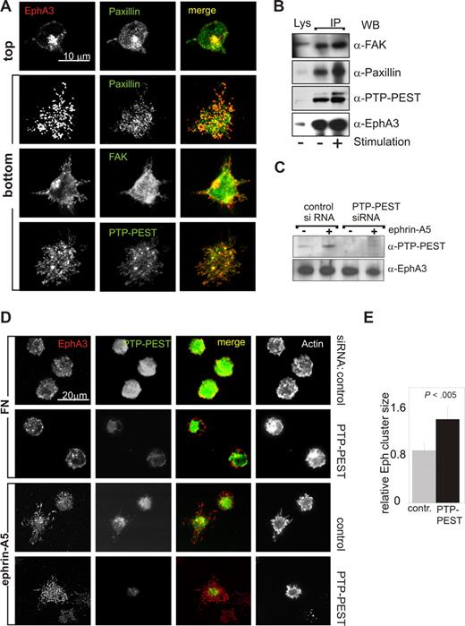 Figure 3. Ephrin-A5–facilitated cell adhesion is accompanied by recruitment of focal adhesion components. (A) The distribution of EphA3 and of the focal adhesion proteins FAK, PTP-PEST, and paxillin was analyzed in LK63 cells adhering onto FN- or ephrin-A5-Fc–coated glass coverslips by optical sectioning on a confocal microscope. Alexa546 secondary antibody was used to detect α-EphA3 antibody; Alexa488 secondary antibodies were used to detect antibodies against all other proteins. Optical sections at the top of an LK63 cell and at the cell surface facing the bottom of the coverslip are illustrated for the paxillin/EphA3 costained sample. All other micrographs illustrate optical sections at the cell surface facing the coverslip. Scale bar represents 10 μm. (B) The recruitment of focal adhesion proteins to EphA3 was analyzed in α-EphA3 immunoprecipitates from LK63 cells adhering to FN-coated (−) or ephrin-A5-Fc–coated (+) surfaces, using antibodies against FAK, paxillin, and PTP-PEST, as indicated. The levels of each of the tested proteins in parallel cell lysates, as well as EphA3 levels in the IPs, are shown for comparison. (C) The expression of PTP-PEST was silenced by treating LK63 cells with PTP-PEST–specific siRNA; parallel cell cultures were transfected with cyclophilin control-siRNA for 48 hours. Whole cell lysates of stimulated (+) and control (−) cells were probed with antibodies as indicated. (D) To assess a potential role of PTP-PEST in LK63 adhesion, cells with silenced PTP-PEST expression and control siRNA-transfected cells were seeded onto FN- or ephrin-A5–coated glass coverslips; for confocal microscopic analysis, fixed cells were stained with antibodies/secondary antibodies against EphA3 (Alexa546, red) and PTP-PEST (Alexa488, green), and with Alexa647-phalloidin to mark filamentous actin. Representative images are shown. (E) The relative area of Eph clusters/cell, defined as ratio between the cellular footprints of EphA3 and of actin staining, was estimated from image raw data files using analySIS software. Mean and SE are shown, using data from 5 separate fields of view, each containing approximately 20 cells.
