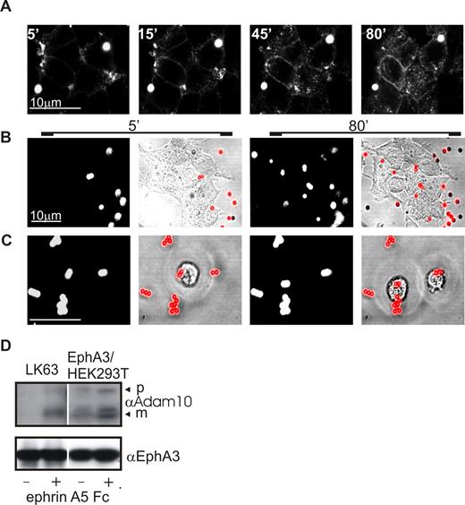 Figure 5. Eph/ephrin-mediated cell-cell repulsion, but not adhesion, leads to ephrin-A5 cleavage by a metalloprotease. Alexa546ephrin-A5-Fc–coated beads were added to cultures of EphA3/HEK293 cells (A), EphA3/HEK293 cells treated (4 hours) with the metalloprotease-inhibitor 1,10-O-phenanthroline (B), or LK63 cells (C). Cells were imaged by time-lapse confocal fluorescence microscopy to illustrate cleavage and internalization of Alexa546ephrin-A5. Representative images at indicated times (minutes) after addition of ephrin-coated beads are shown. In panel A, cleaved Alexa546ephrin-A5 outlines the cell perimeter, and at later time points also labels cytosolic compartments. Phenanthroline-treated EphA3/HEK293 (B) and LK63 cells (C), lacking cleaved Alexa546ephrin-A5, are not visible by fluorescence microscopy, and merged bright-field (gray) and fluorescence (red pseudocolor) images are shown to illustrate ephrin-A5-Fc–coated beads in relation to the cells. Corresponding videos for EphA3/293T and LK63 cells are provided as Video S3 and Video S4, respectively. Scale bars represent 10 μm. (D) Anti-EphA3 immunoprecipitates from nonstimulated (−) or ephrin-A5-Fc–stimulated (+) LK63 or EphA3/293T cells were analyzed by Western blot with anti-ADAM10 and anti-EphA3 antibodies as indicated. p and m indicate the pro (unprocessed) and mature (processed) forms of ADAM10.