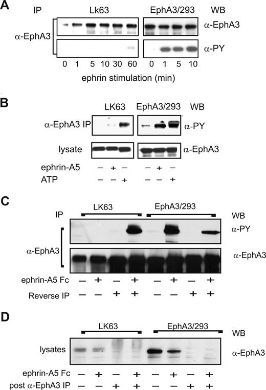Figure 6. EphA3 kinase in LK63 cells is inhibited by strong PTP activity. (A) EphA3 tyrosine phosphorylation in α-EphA3 immunoprecipitates (IPs) of whole cell lysates from LK63 or EphA3/HEK293T cells stimulated for indicated times with preclustered ephrin-A5-Fc was examined with α-phosphotyrosine (PY) and α-EphA3 antibodies. (B) In vitro kinase activity was assessed in α-EphA3 IPs from nonstimulated (−) cells, subjected to stringent washes prior to incubation with exogenous ATP (+) and α-PY Western blot analysis. IPs from lysates of nonstimulated (−) or ephrin-A5-Fc–stimulated (+) cells are analyzed for comparison. (C) EphA3 was depleted by immunoprecipitation from lysates of ephrin-A5-Fc–stimulated cells; α-EphA3 IPs from LK63 cells were incubated (20 minutes) in EphA3-depleted cytosolic fractions of EphA3/HEK293 cells (reverse IP) and vice versa. The tyrosine phosphorylated EphA3 from these in vitro kinase assays was compared with the in vivo phosphorylation levels in the corresponding IPs from both cell types. α-EphA3 Western blots of parallel samples indicate that similar quantities of EphA3 were analyzed in all samples. (D) EphA3 levels in the cytosolic fractions used in the kinase assays were determined by Western blot analysis before and after immunodepletion.