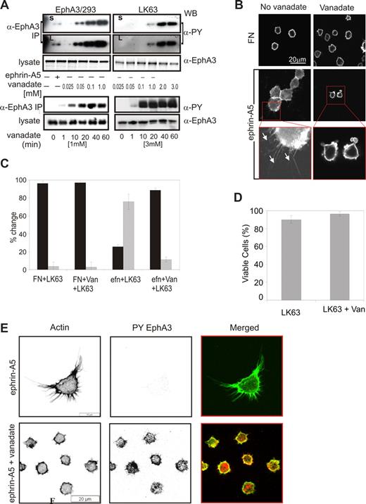 Figure 7. Ephrin-A5–induced LK63 cell adhesion and spreading result from PTP–down-modulated EphA3 kinase activity. (A) The dose response (top panels) and time dependence (bottom panels) of sodium pervanadate (vanadate) induced EphA3 phosphorylation in EphA3/HEK293T and LK63 cells were analyzed in α-PY Western blots of EphA3 IPs. For comparison, the ephrin-A5-Fc–induced phosphorylation in EphA3/HEK293 cells is shown. Short (S) and long (L) exposures of the dose-response panels are shown to emphasize significantly different phosphorylation levels. (B) Adhesion and spreading of LK63 cells on ephrin-A5 surfaces is abrogated in the presence of 1 mM sodium pervanadate: The actin cytoskeleton of LK63 cells adhering to ephrin-A5 surfaces was imaged by confocal microscopy. A 2.7-fold magnification reveals filopodia-like cell processes in the adherent LK63 cells (white arrows), and membrane blebbing in the pervanadate-treated cells exposed to the ephrin-A5 surface. Scale bar represent 20 μm. (C) The number of cells with round (contracted) morphology (■) and of spread cells with filopodia-like extensions () was counted by a blinded observer in a minimum of 3 microscopic fields. Mean and SE were estimated from data representative of 2 independent experiments. (D) The effect of the sodium pervanadate treatment on LK63 cell viability was assessed by trypan-blue exclusion. (E) Confocal microscopic images of LK63 cells seeded onto ephrin-A5/FN–coated surfaces and probed with Alexa488-phalloidin and anti–PY-EphA3/Alexa546 secondary antibodies. Cells in the lower panels were treated with 1 mM sodium pervanadate as indicated. Scale bars represent 20 μm.