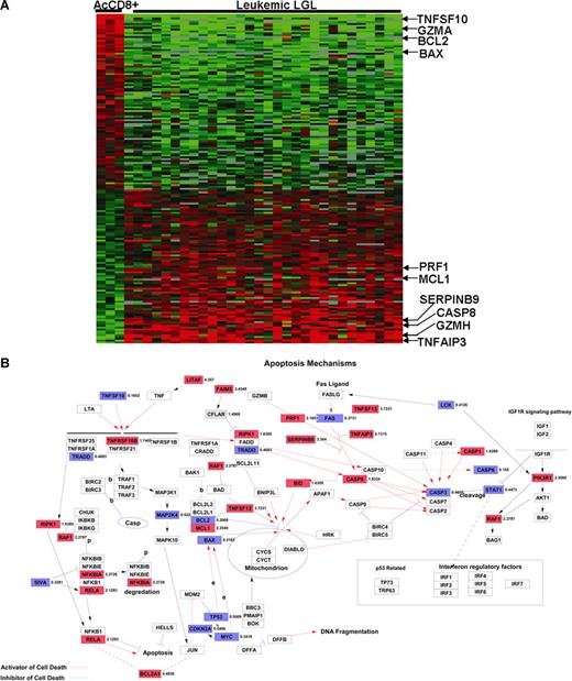 Figure 3. Differentially regulated apoptosis-related genes in leukemic LGLs compared with activated enriched normal CD8+ cells. (A) Apoptosis-related genetic signature unique to leukemic LGLs. The genes that were differentially regulated between leukemic LGLs and activated enriched normal CD8+ cells were identified (at least 2-fold change and 1% FDR). A total of 128 genes belonging to GO category “apoptosis” were differentially expressed in leukemic LGLs compared with activated enriched normal CD8+ cells (AcCD8+). Each row in the cluster image represents an individual gene, and each column represents an individual sample from LGL leukemia patient or healthy donor. The relative transcript abundance of each gene is color coded. A red color indicates high expression, black indicates intermediate expression, and green indicates low expression. (B) Differentially regulated genes between leukemic LGLs and activated enriched CD8+ cells were imported in GenMAPP software for visualization. Known apoptosis-related genes and their relation are shown. The genes constitutively up-regulated in leukemic LGLs compared with activated normal enriched CD8+ cells are shown in red, genes constitutively down-regulated in leukemic LGLs are shown in blue, and those in white show no change in expression between 2 phenotypes. The number accompanying each gene indicates fold change in expression.