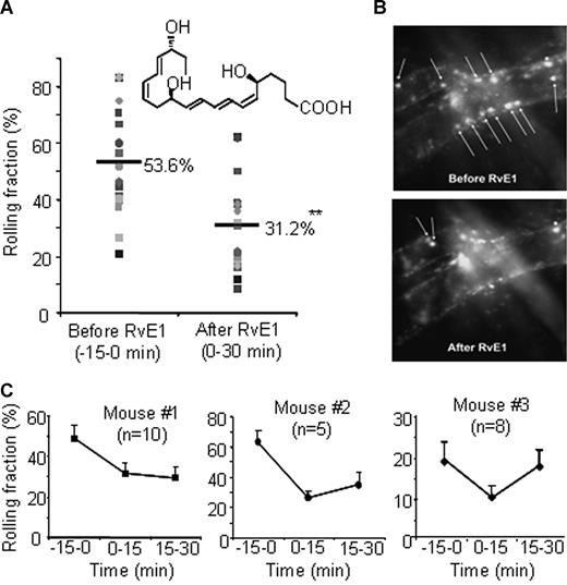Figure 3. Resolvin E1 rapidly reduces leukocyte rolling in mouse cremaster muscle venules. (A) The rolling fraction (percentage of rolling cells in the total flux of passing leukocytes in each venule) in 10 venules from mouse no. 1 (■) and 5 venules from mouse no. 2 (●). The horizontal lines are the means of rolling fractions from 15 venules of mice 1 and 2 before (−15 to 0 minutes) and after (0-30 minutes) RvE1 injection. The shaded shapes indicate each venule from the mice. (B) Representative recordings of fluorescent leukocytes in venular trees before and after RvE1 injection. Arrows show rolling leukocytes. (C) The rolling fractions (means ± SEM) from 3 mice. N indicates the number of venules analyzed in each mouse. **P < .005.