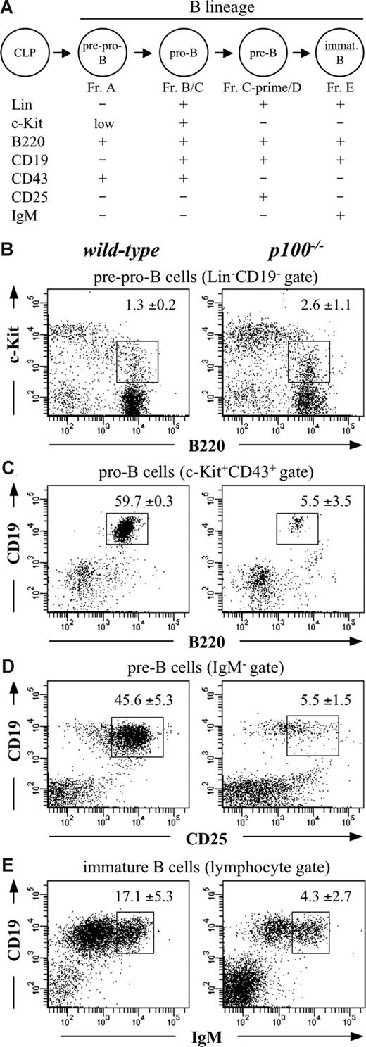 Figure 2. B-cell development is arrested at the pre–pro-B to pro–B-cell transition in the absence of NF-κB2/p100. (A) Schematic illustration of B-cell development in bone marrow. The expression of characteristic cell surface proteins for successive progenitor stages in mouse B lymphopoiesis are indicated. Lin−, negative for the expression of lineage-specific markers (CD3ε−CD8α−CD19−DX5−Gr-1−Ly6C−Mac-1−Ter119−). (B) Flow cytometric analysis of c-Kit and B220 expression on Lin−CD19− wild-type and p100−/− bone marrow to define pre–pro-B cells (Fr. A). (C) Analysis of CD19 and B220 expression on c-Kit+CD43+ wild-type and p100−/− bone marrow to define pro-B cells (Fr. B/C). (D) Analysis of CD19 and CD25 expression on IgM− wild-type and p100−/− bone marrow to define pre-B cells (Fr. C-prime/D). (E) Analysis of CD19+IgMhigh immature B cells (Fr. E) in wild-type and p100−/− bone marrow. Percentages of relevant populations are indicated. Numbers represent mean values (± SD) from 5 mice.
