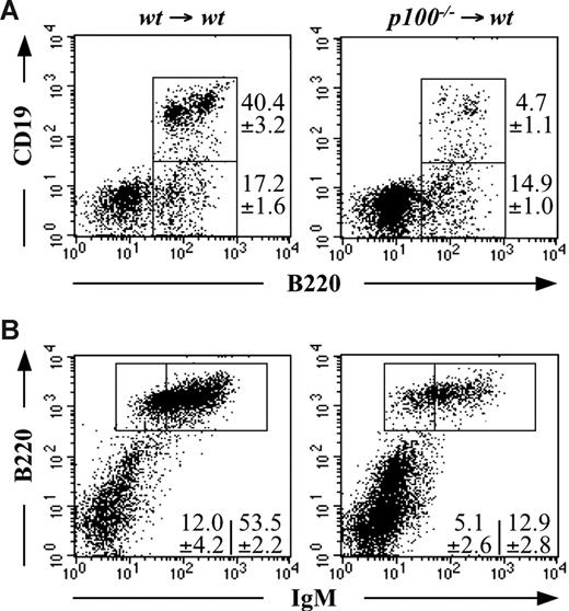 Figure 3. Analysis of B-cell development in bone marrow chimeras. Mice were lethally irradiated and reconstituted with wild-type or p100−/− bone marrow cells as indicated. Lymphocytes in either bone marrow (A) or spleen (B) were analyzed for CD19 and B220 or B220 and IgM expression, respectively. Numbers represent mean values (± SD) from 3 mice.