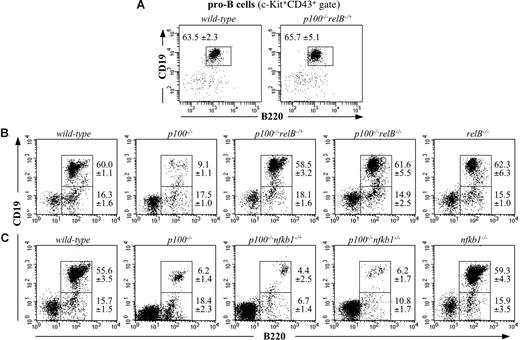 Figure 4. B-cell development in p100−/− bone marrow is rescued by partial inactivation of RelB but not of p50/NF-κB1. (A) Examination of bone marrow CD19+B220+ pro-B cells (c-Kit+CD43+ gate) by flow cytometry in wild-type and p100−/−relB−/+ mice. (B) B-cell development in bone marrow was analyzed in 3-week-old wild-type, p100−/−, p100−/−relB−/+, p100−/−relB−/−, and relB−/− mice for expression of CD19 and B220 by flow cytometry. (C) CD19 and B220 expression on bone marrow cells was examined in wild-type, p100−/−, p100−/−nfkb1−/+, p100−/−nfkb1−/−, and nfkb1−/− mice. Lymphocytes were gated for flow cytometric analysis. Percentages indicate mean values (± SD) from 3 to 5 mice.